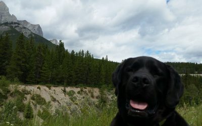 Meet SkyFire Calgary’s Solar Dog Tali a.k.a “Big Girl”